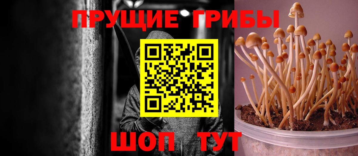 Галлюциногенные грибы Psilocybe Алапаевск